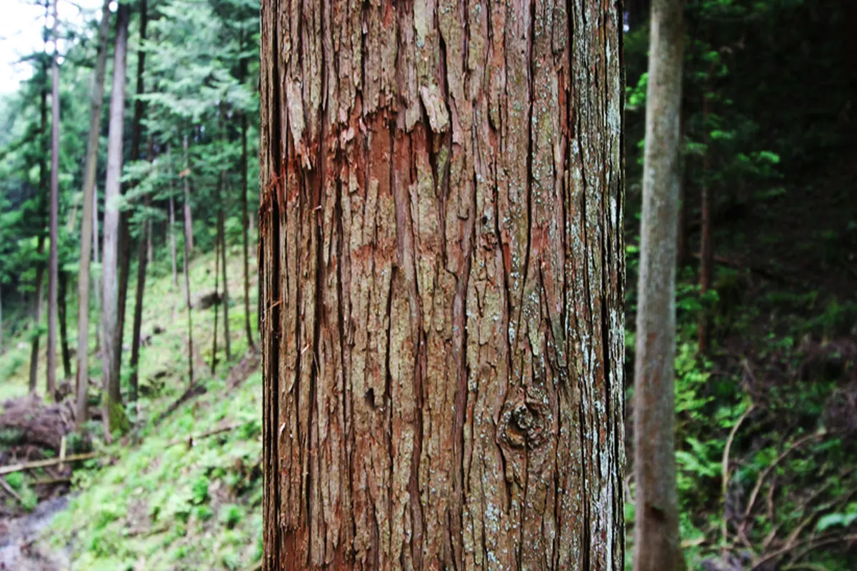 自然素材の住まい 森林